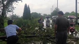 大树被狂风吹倒阻塞交通，警民联手冒雨清理