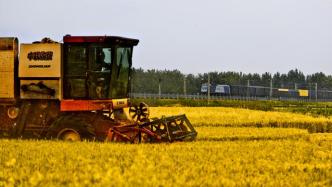 河南夏粮总产量再创新高，其中小麦总产量762.54亿斤