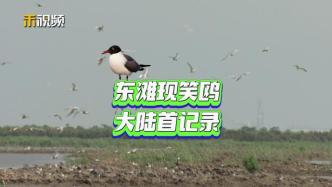 上海崇明丨笑鸥，中国大陆首次记录到它！