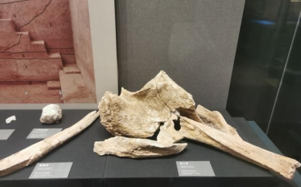 郑州市文物考古研究院考古博物馆展厅陈列的象尺骨