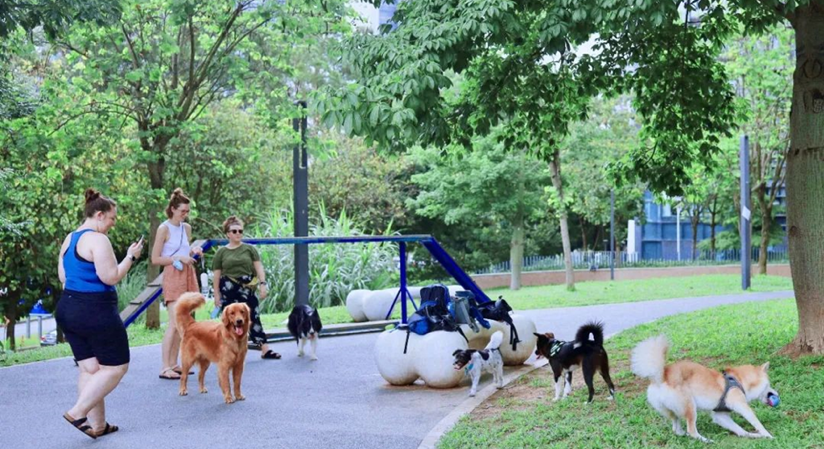 景田北六街公园（宠物乐园）：围合出专属的宠物自由活动区。一览众山小志愿者 婷婷 图