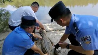 1.88米长野生扬子鳄被困泥坑，警民拉出放归