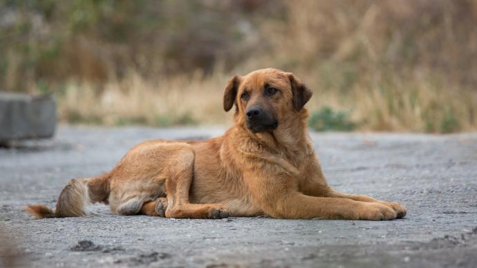 福建10月起實施動物防疫條例：棄養犬只致疫病傳播的最高罰1萬