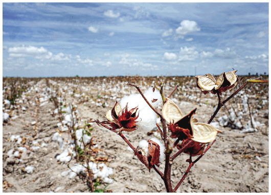 这是7月27日在美国得克萨斯州米申拍摄的干旱的棉花田。北半球多地今夏遭遇高温天气袭击，部分地区遭遇严重干旱。 新华社发