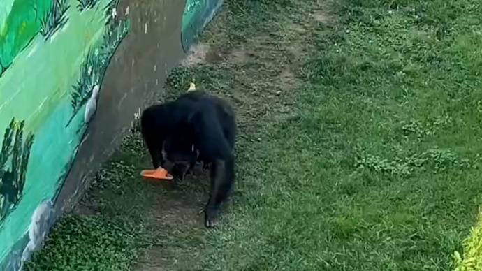 猩猩带宠物猪玩耍捡到游客拖鞋，饲养员拿爆米花交换猩猩扔回