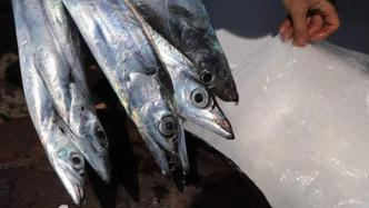 大陆暂停台湾地区多项生鲜输入，台白带鱼失去全部外销市场