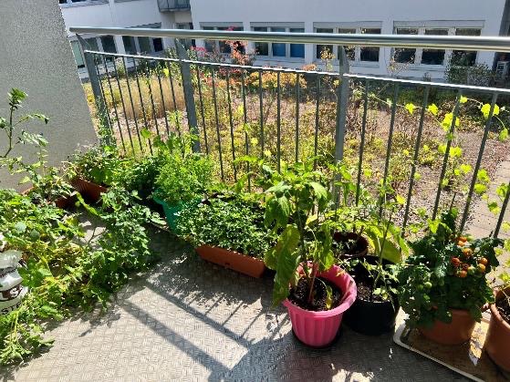 柏林洪堡大学IRITHESys研究所厨房外阳台，包含薄荷、草莓、青椒、番茄在内的“迷你”可食用园艺区域。图片系作者自摄。 