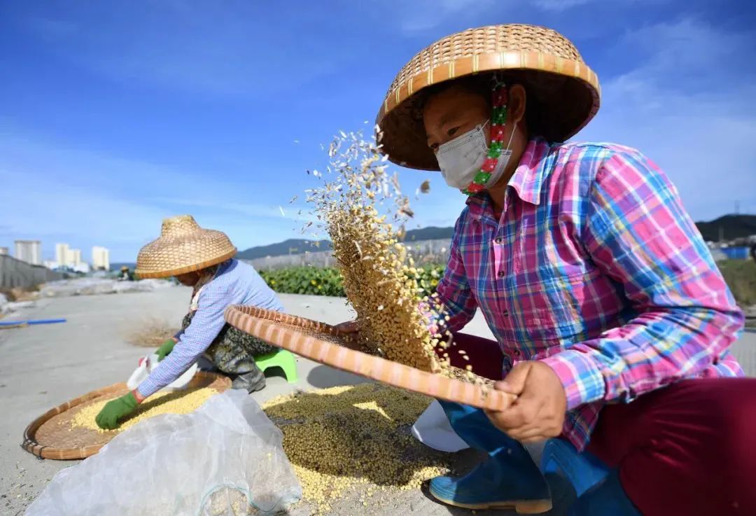 工人在筛选中国农业科学院油料作物商讨地点三亚繁育的大豆。郭程摄（新华社）