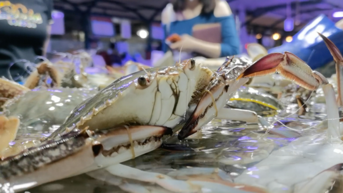 你爱的梭子蟹、条虾来了！上海崇明开捕后首批“鲜味儿”上市