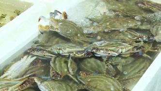 梭子蟹，条虾、方板鱼……首波东海海鲜登陆上海崇明菜场