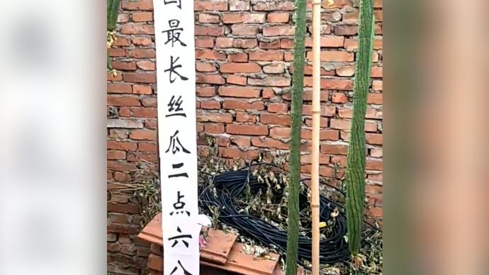 湖北七旬老人在菜园种出2.68米长丝瓜，众人围观打卡