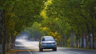 杭州的行道树“法国梧桐”会更换吗？市园林文物局回应