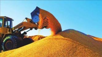 联合国粮农组织：全球粮食商品价格7月大幅下跌