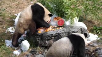 出生在比利时的大熊猫双胞胎“宝弟”“宝妹”庆祝3岁生日