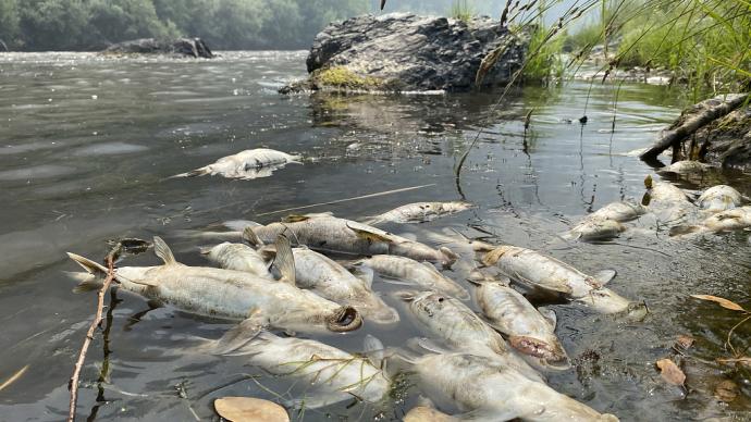 美國加州山火不斷，河流內驚現大量死魚