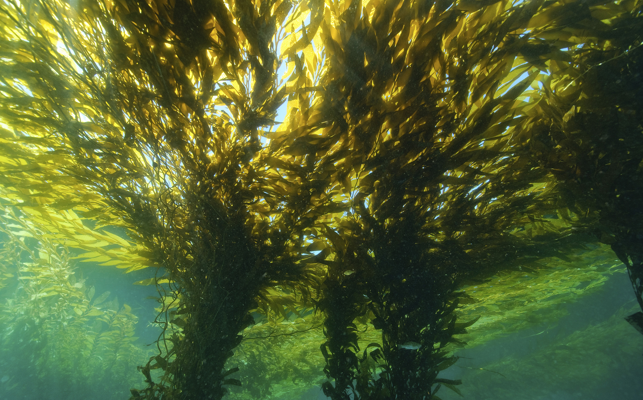 世界上最大的海藻图片