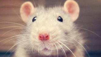 研究发现老鼠被剪胡须后会出现社交障碍