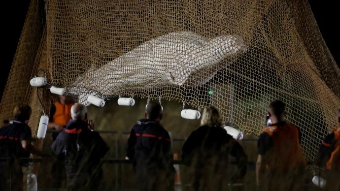 一條白鯨被困法國塞納河，救援人員計劃將其送往英吉利海峽