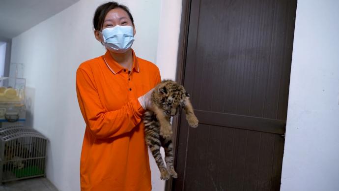奥运冠军钟天使在上海给小虎当“奶妈”，呼吁保护动物
