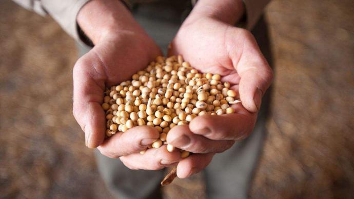經濟日報頭版頭條關注大豆問題：國產大豆路在何方？