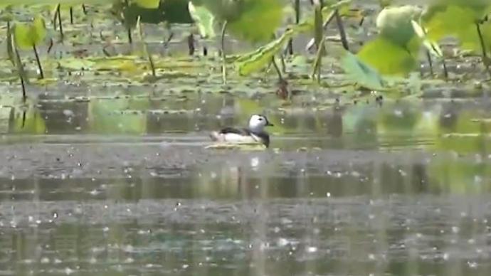 “世界上最小的鸭”！南京滨江现罕见棉凫戏水