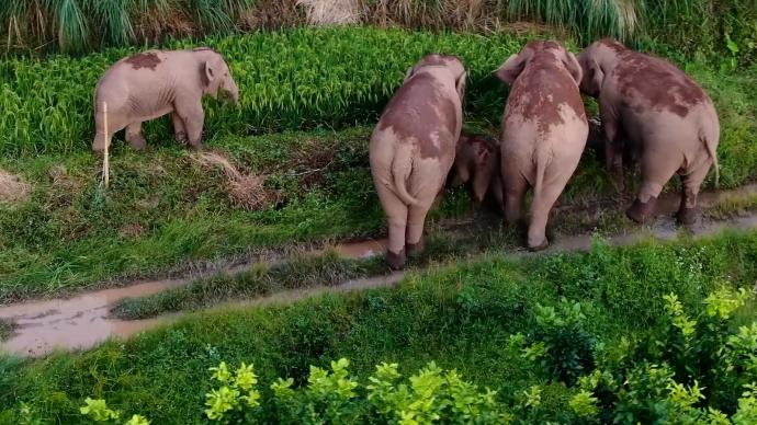 世界大象日：与象“同行”，守护人象平安