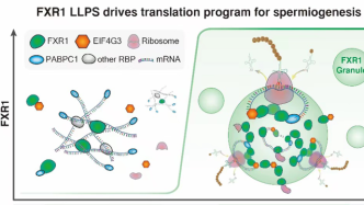 男性不育症或有破解，上海科学家揭示精子发育过程重要机制