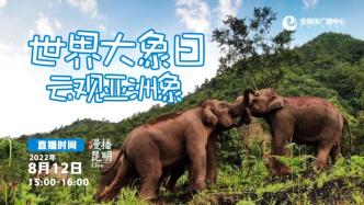 世界大象日丨一路“象”北后，回望“短鼻家族”奇妙之旅