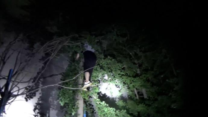 男子爬树救流浪猫脚抽筋被困，消防搭梯救下