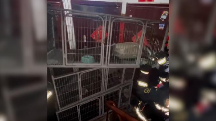 家中无人空调起火,消防员救出38只宠物猫