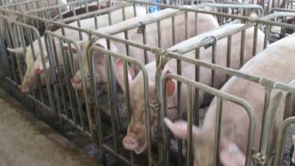 调研：避免猪价回升对CPI影响过大，应防范三个风险因素
