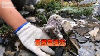 一主播疑在青海采摘濒危植物“水母雪兔子”，相关部门已介入