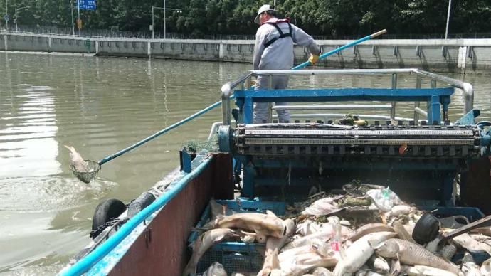放生还是杀生？上海苏州河频现大量鱼类死亡