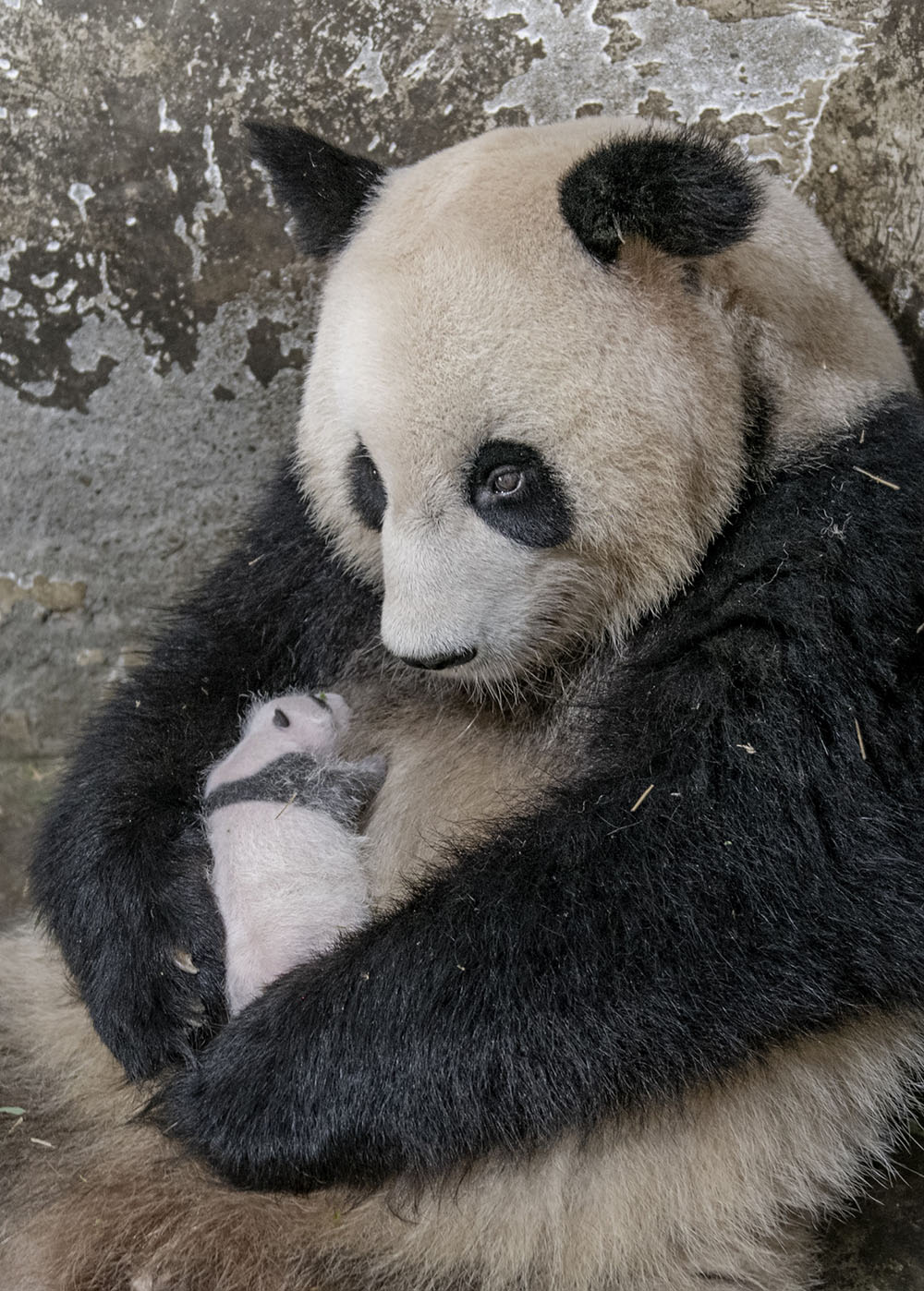 2022年8月11日，四川省阿坝州汶川县中国大熊猫保护研究中心核桃坪基地，大熊猫“知春”抱着其幼仔。刘国兴/IC 图
