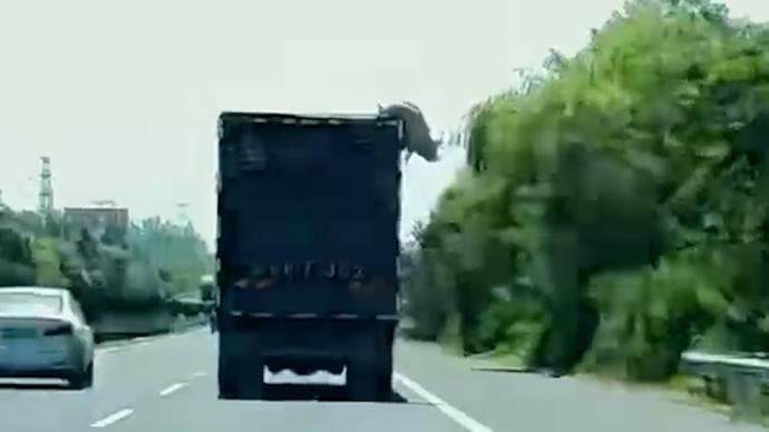 高速上猪从货车跳下摔死，后方人员报警