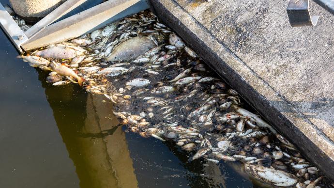 波德边境奥得河出现成吨死鱼，官方正对水样进行有毒物质检测