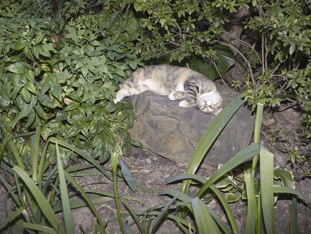 2022年8月14日，中山公(gong)园里的(de)一只猫躲在树荫下乘凉，它(ta)上有植物遮挡，下有凉石托底，颇为自在。澎湃新闻(xinwen)记者 许海峰 图