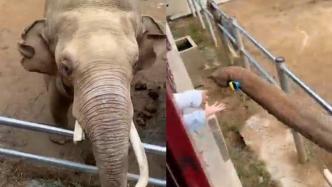动物园回应“大象捡起童鞋归还”：常与人接触有简单沟通能力