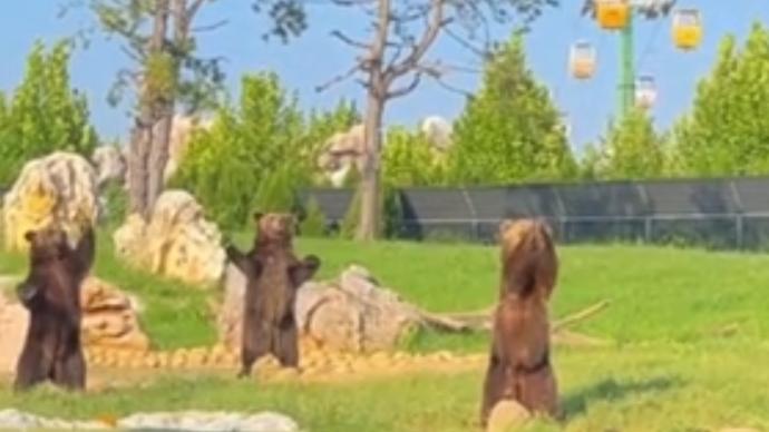 熊组团跳舞求投喂，动物园：未经过训练