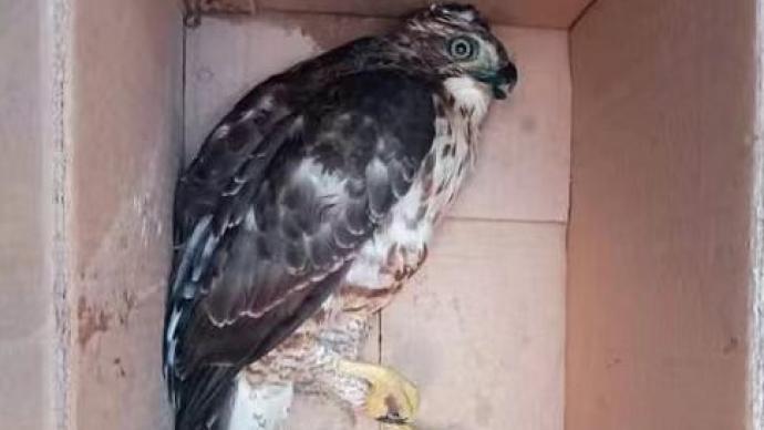 赣州一村民家中发现受伤凤头鹰，已送往野生动物保护部门