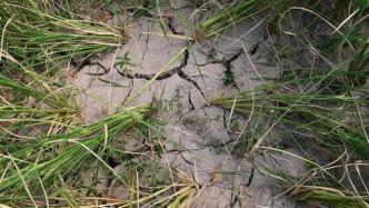 今年首个气象干旱预警发布，多位专家就如何保障农业生产建言