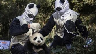 为让熊猫“去人类化”，工作人员穿熊猫套装有用吗？专家释疑