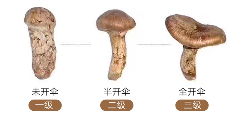 澎湃好物·美食溯源 | 为寻这口人间极鲜,我们去到了靠近天堂的地方_生活方式_澎湃新闻-The Paper