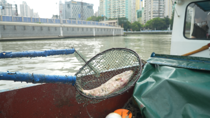 上海蘇州河頻現死魚，保潔員：工作13年今年最臭，撈久了魚都吃不下