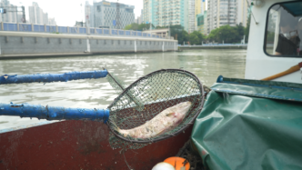 上海苏州河频现死鱼，保洁员：工作13年今年最臭，捞久了鱼都吃不下