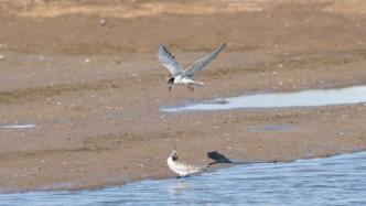 上海已記錄到野生鳥類516種，多個棲息地漸成鳥類樂園