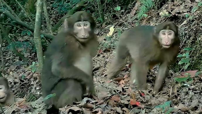 重慶首次！四面山發現野生藏酋猴族群