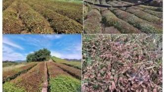 浙江今年已发逾千条高温红色预警，50多万亩茶园受高温热害