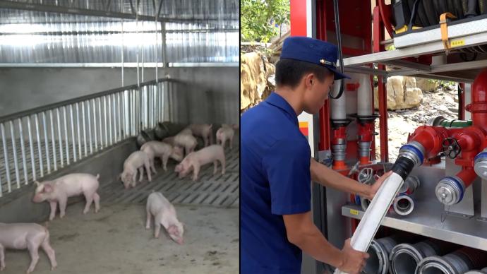 养猪场近万头猪崽高温天气缺水，消防往返多次送水