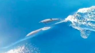 偶遇“小精灵”！中国海警西沙海域巡航遇近70只海豚